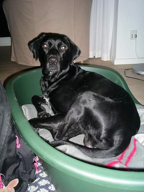 Blanding af racer Kiwi - øhhh sagde i "gå tur"??? for så er jeg ikke så træt mere hehe billede 7