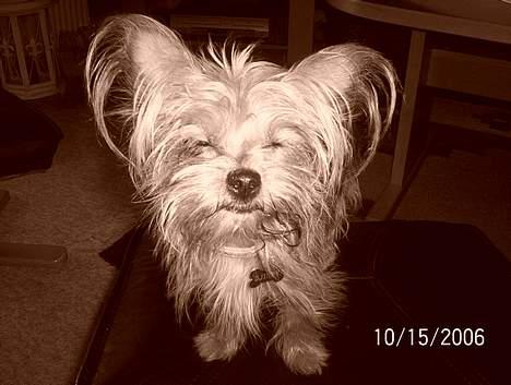 Yorkshire terrier Djipzy - Ét af Djipzys mange "foto-faces" billede 1