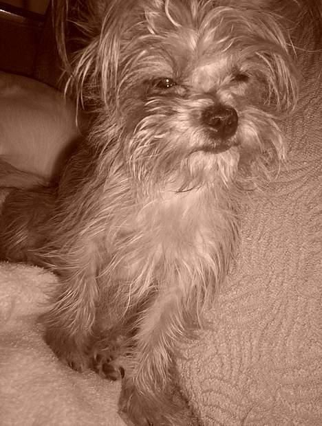 Yorkshire terrier Djipzy - IKK´ flere billeder mor... jeg er træt... billede 2