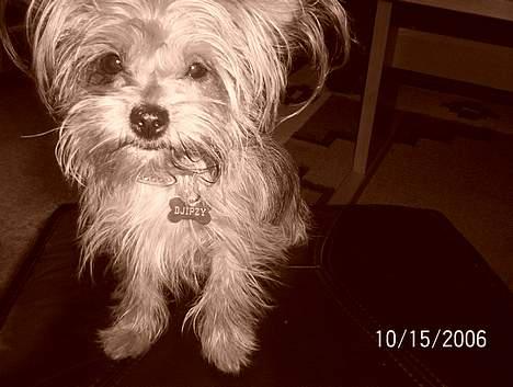Yorkshire terrier Djipzy - Se mit fine navneskilt ;-p billede 3