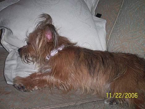 Yorkshire terrier Djipzy - Zzzzz billede 4