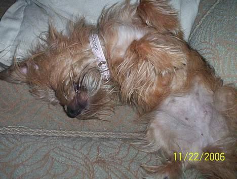 Yorkshire terrier Djipzy - Råhygge! billede 5