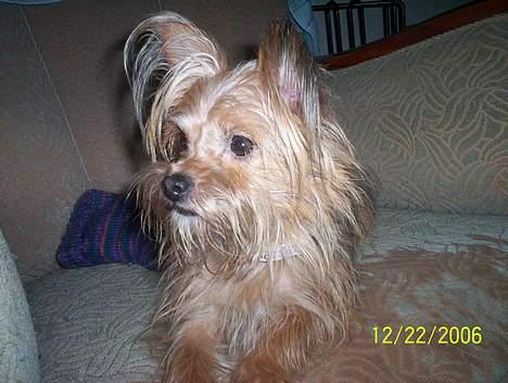 Yorkshire terrier Djipzy - Djipzy med udgik over det hele billede 6