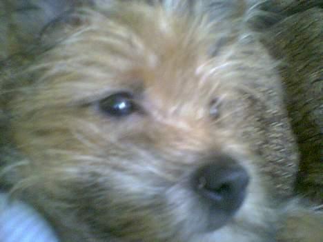 Yorkshire terrier Djipzy - Close up! billede 7