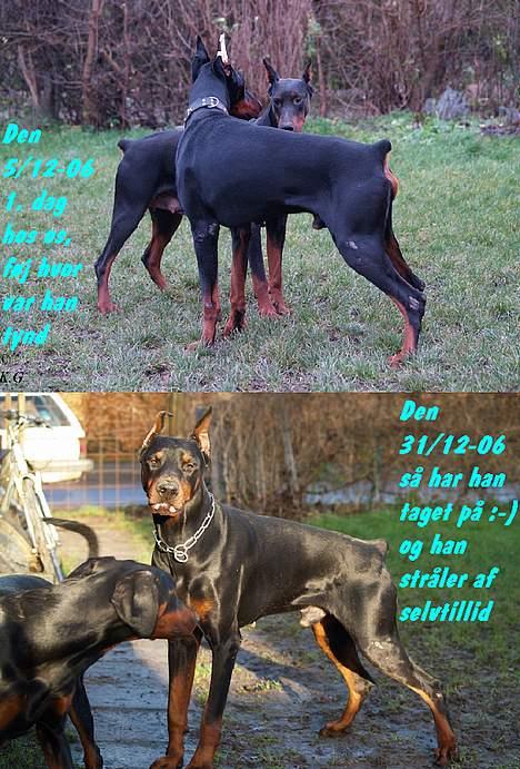 Dobermann Nord Nimrod Od Telepa (R.I.P.) - Man kan virkelig godt se at han trives ;o) Det glæder os meget... *SS* Selv han´s læggesår er blevet mindre :o) billede 12