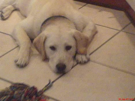 Labrador retriever Bonzo billede 14