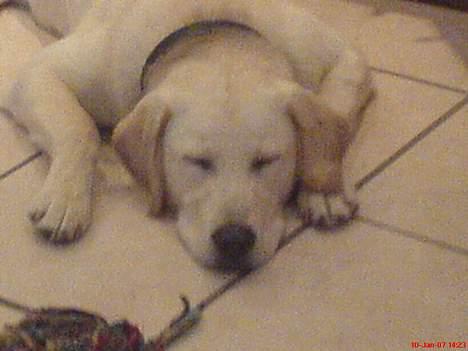 Labrador retriever Bonzo billede 15