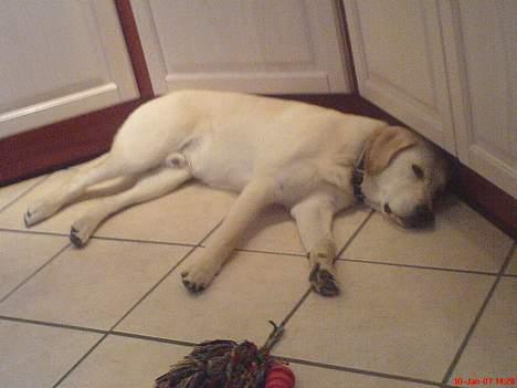 Labrador retriever Bonzo billede 16