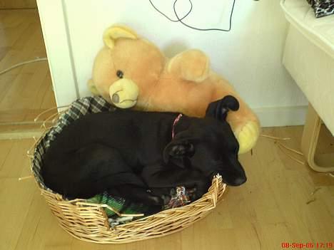 Blanding af racer Mini Rich - kurv engang købt til en kat.. :D billede 4