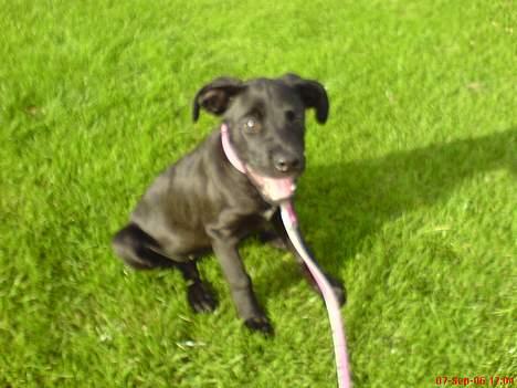 Blanding af racer Mini Rich - ude og lege på stadionet... der er du omkring 3-4 måneder gammel... billede 5