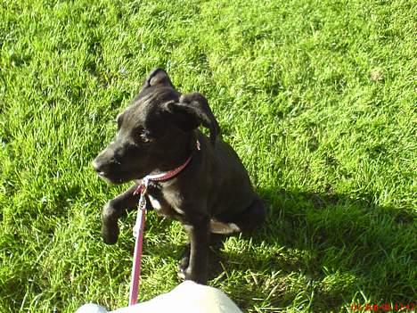 Blanding af racer Mini Rich - dygtig pige... :D billede 6