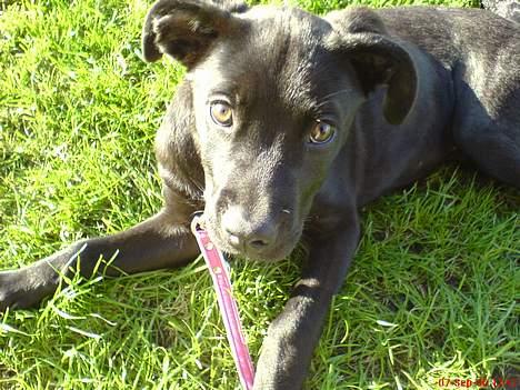 Blanding af racer Mini Rich - smil skat.... billede 7