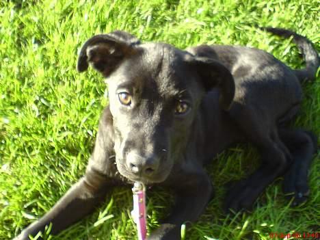 Blanding af racer Mini Rich - en sødt ansigt man ikk kan modstå... billede 8