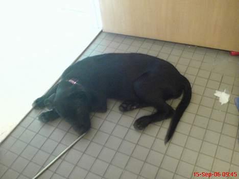 Blanding af racer Mini Rich - her ligger hun på badeværelset og slapper af...  *for en gangs skyld*  billede 9