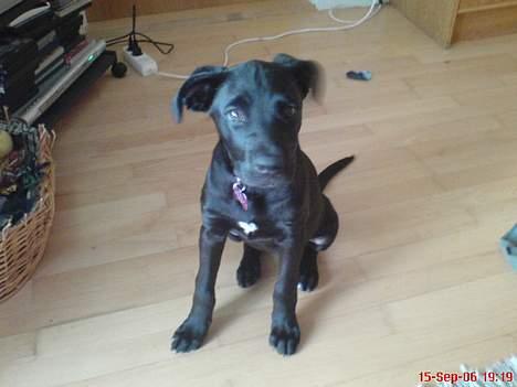 Blanding af racer Mini Rich - sødt.... billede 10