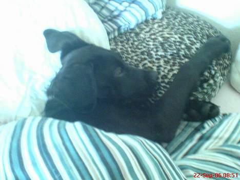 Blanding af racer Mini Rich - gadmorgen min skat... du elsker og putte under dynen...  billede 11