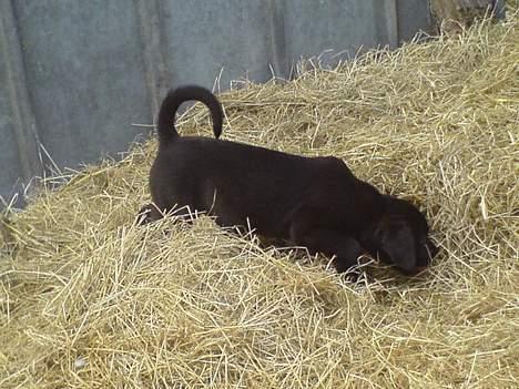 Blanding af racer Mini Rich - her er hun omkring 1.5 månede gammel... min lille gukdklump billede 12