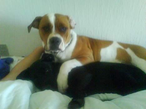 Blanding af racer Mini Rich - taz og mini de slapper har.. vi nåede lige at gribe dem i en stille stund... :D billede 13