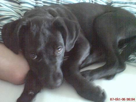 Blanding af racer Mini Rich - miss uskyldig... :D billede 14