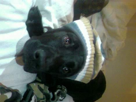 Blanding af racer Mini Rich - ikk lige noget hun elsker... men hun var meget træt... :D billede 15