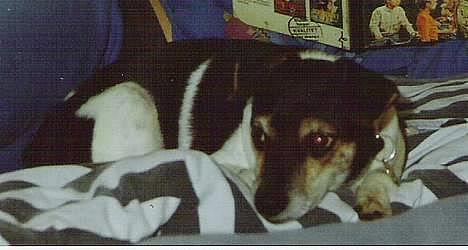 Dansk svensk gaardhund Prik " Død "  - Søde Prik som ligger os halv sover..  billede 1