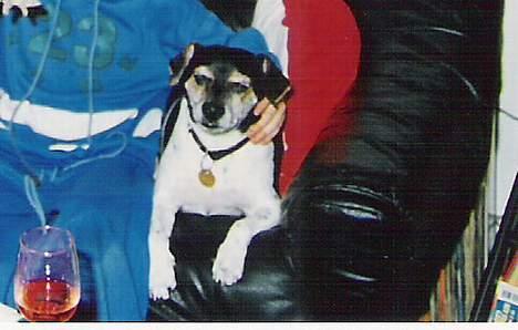 Dansk svensk gaardhund Prik " Død "  - Min dejlige prik billede 2