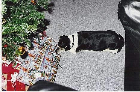 Dansk svensk gaardhund Prik " Død "  -  Prik ligger og kigger på sin gave  - Juleaften. billede 3