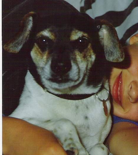 Dansk svensk gaardhund Prik " Død "  - Prik .  billede 4