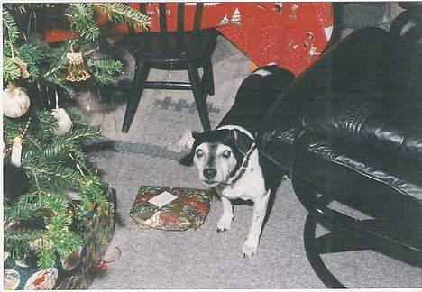 Dansk svensk gaardhund Prik " Død "  - Prik står ved sin gave.. - Juleaften billede 5