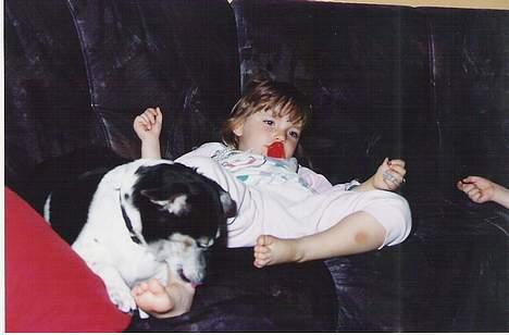 Dansk svensk gaardhund Prik " Død "  - Prik som ligger og slikker mine tær billede 6