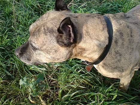 Amerikansk staffordshire terrier Rockin'm's kiss Me Tigger billede 2