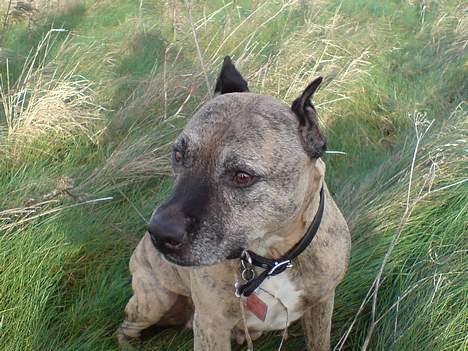 Amerikansk staffordshire terrier Rockin'm's kiss Me Tigger billede 3