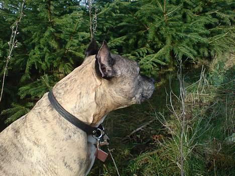 Amerikansk staffordshire terrier Rockin'm's kiss Me Tigger billede 4