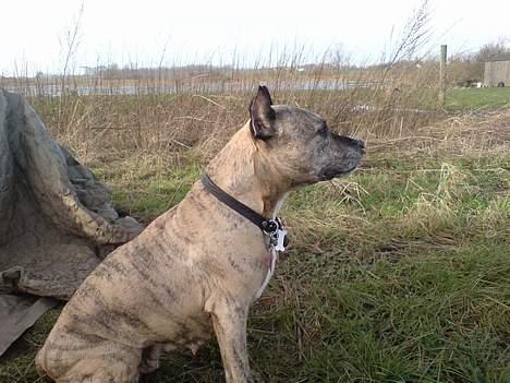 Amerikansk staffordshire terrier Rockin'm's kiss Me Tigger billede 5