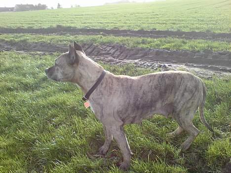 Amerikansk staffordshire terrier Rockin'm's kiss Me Tigger billede 6