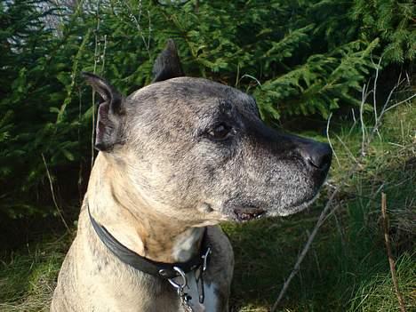 Amerikansk staffordshire terrier Rockin'm's kiss Me Tigger billede 7