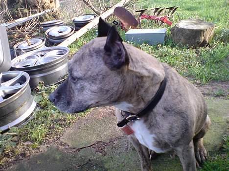 Amerikansk staffordshire terrier Rockin'm's kiss Me Tigger billede 8