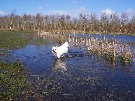 Japansk spids Miska aka smuksakken billede 7
