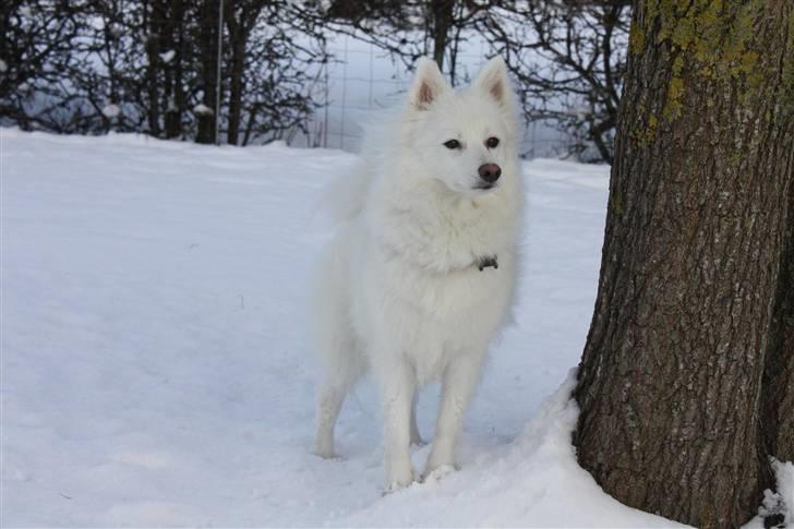 Japansk spids Miska aka smuksakken billede 8