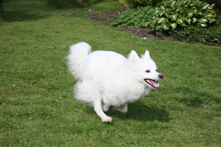 Japansk spids Miska aka smuksakken billede 9