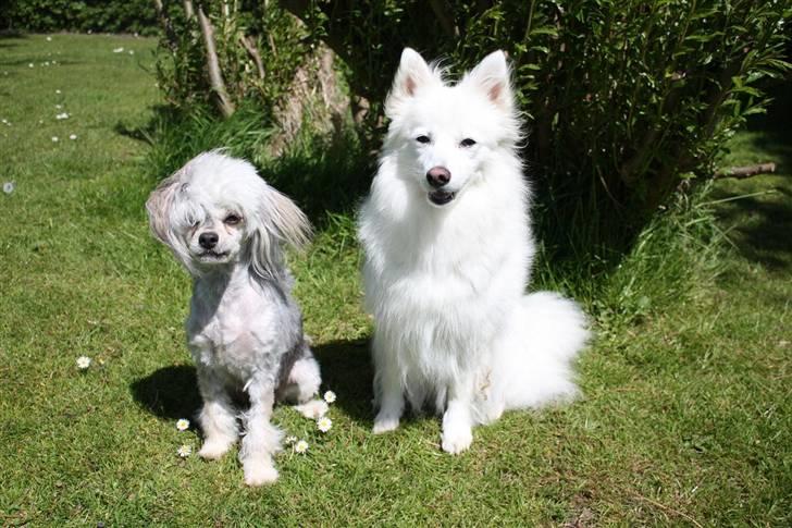 Japansk spids Miska aka smuksakken billede 10