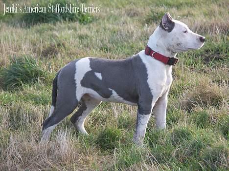 Amerikansk staffordshire terrier Icewood EZ Blue Baby Girl - Rest in Peace <3 billede 7