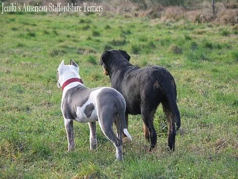 Amerikansk staffordshire terrier Icewood EZ Blue Baby Girl - Rest in Peace <3 billede 9