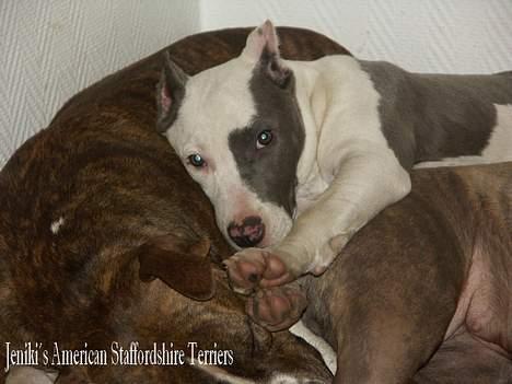 Amerikansk staffordshire terrier Icewood EZ Blue Baby Girl - Rest in Peace <3 billede 10