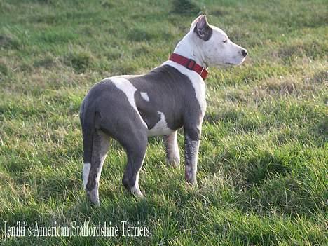 Amerikansk staffordshire terrier Icewood EZ Blue Baby Girl - Rest in Peace <3 billede 11