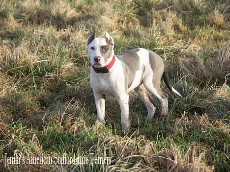 Amerikansk staffordshire terrier Icewood EZ Blue Baby Girl - Rest in Peace <3 billede 12