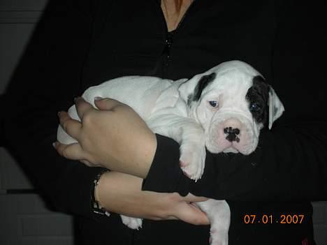 Amerikansk bulldog Hercules - På mors arm, 4 uger billede 6