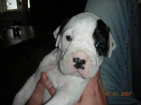 Amerikansk bulldog Hercules - Jeg ku vdst godt bli´ model:) billede 7