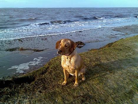Labrador retriever Tea - Min mor vil have jeg skal side pænt, så hun kan få et godt billede af mig, men jeg gider ikke... billede 11