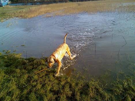 Labrador retriever Tea - UHA UHA det vand er koldt... billede 12